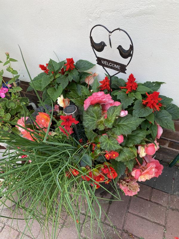 Richard Jackson's Flower Power Premium Gardening Heroes Kit - QVC UK