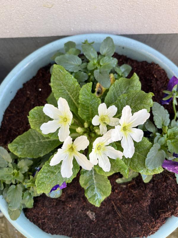 Plants2Gardens Primrose Star Fever 6 x 6cm - QVC UK