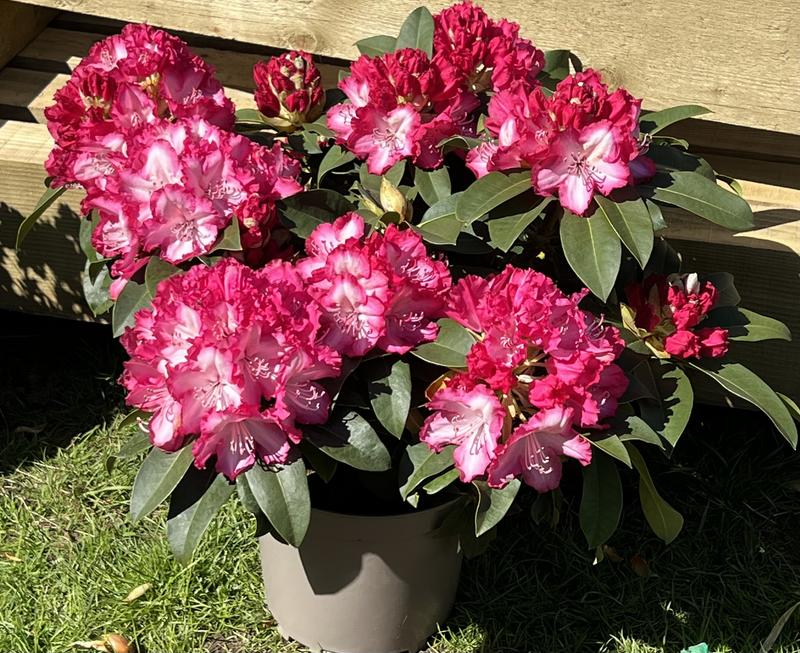 Plants2Gardens Rhododendron XXL in 7.5 Litre Pot - QVC UK