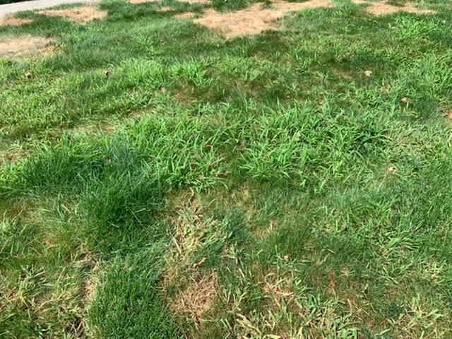 Roundup For Lawns Crabgrass Destroyer