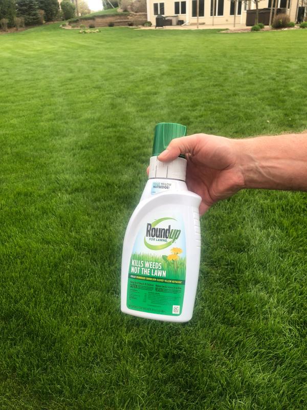 Roundup For Lawns Northern Ready To, Will Roundup Kill Spurweed