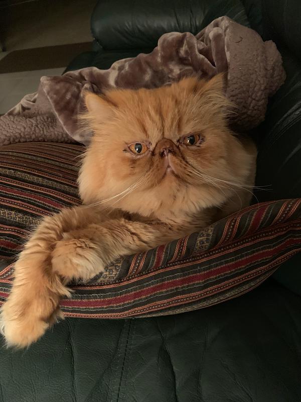 Pumpkin