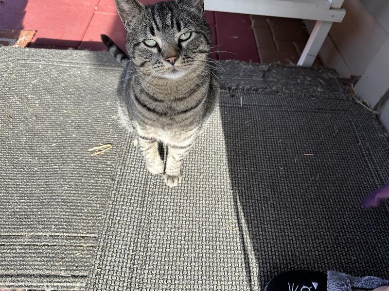 Pat the Cat-Sweetest boy