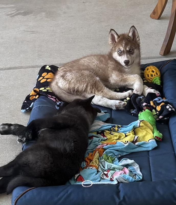 Royal canine huskies