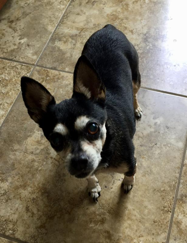 “Princess begging for more Royal Canin!”