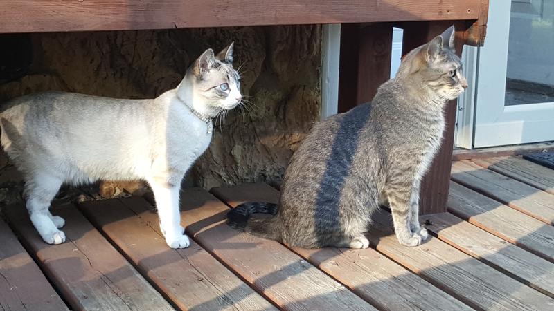 1yr old LeeLoo & 3yr old Slinky