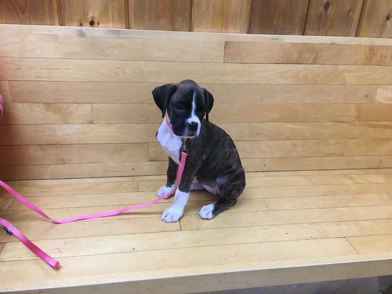 Week Old Boxer Mix 10 Week Boxer Puppy Boxer Puppy Dry Dog Food