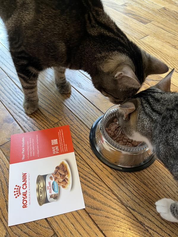 Urinary Care Thin Slices in Gravy Canned Cat Food Royal Canin US