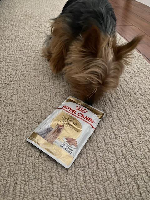 Royal canin yorkshire terrier loaf sales in sauce