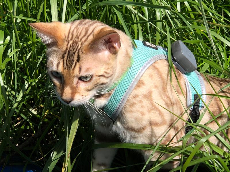 Leo out hunting