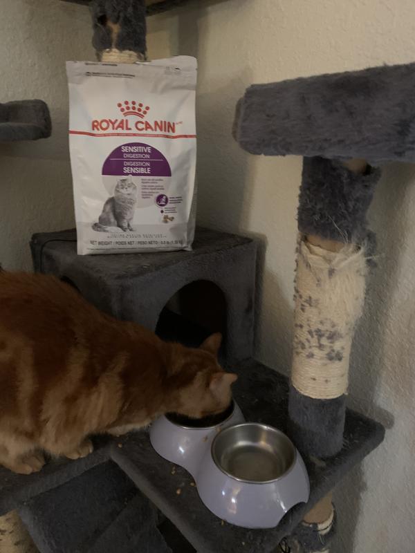 Royal Canin chat digestion sensible - Domaine Animal