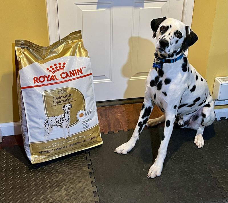 Dalmatian Adult Dry Dog Food Royal Canin US