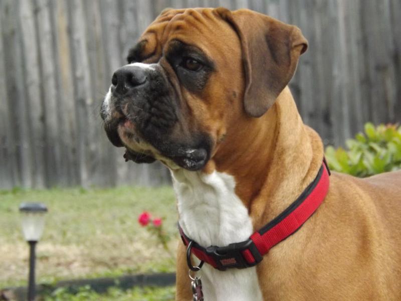 Boxer  Royal Canin US
