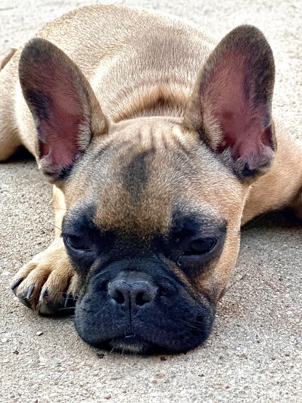 Royal canin hypoallergenic fashion french bulldog