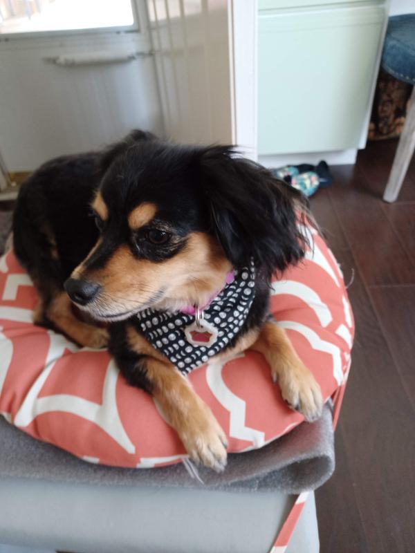 Tia the chiweenie