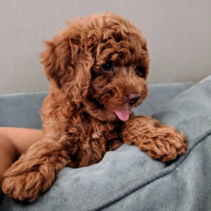 Royal canin hotsell poodle puppy