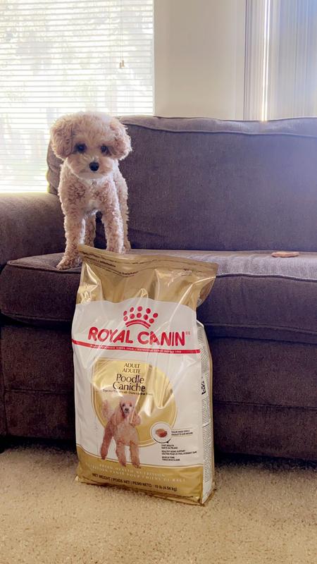 Poodle Adult Dry Dog Food Royal Canin US