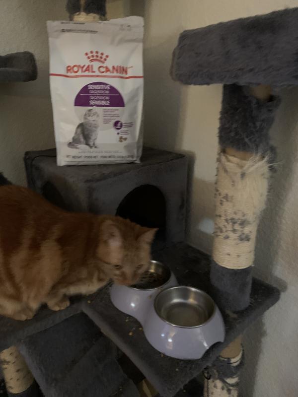 Royal canin sensitive digestion cat reviews sales