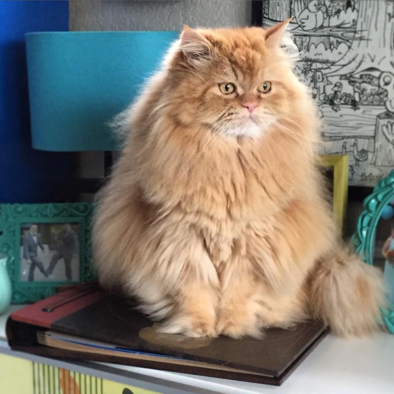 Percy the Persian