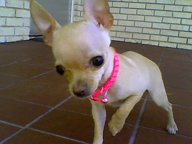Head Chihuahua Puppies Year Old Chihuahua 3+ Thousand Chocolate