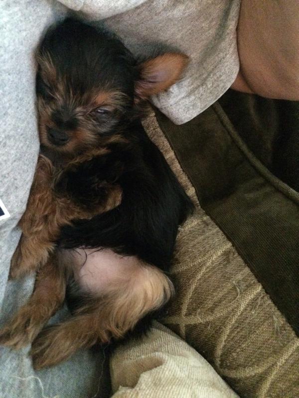 Royal canin puppy hot sale mini yorkshire terrier