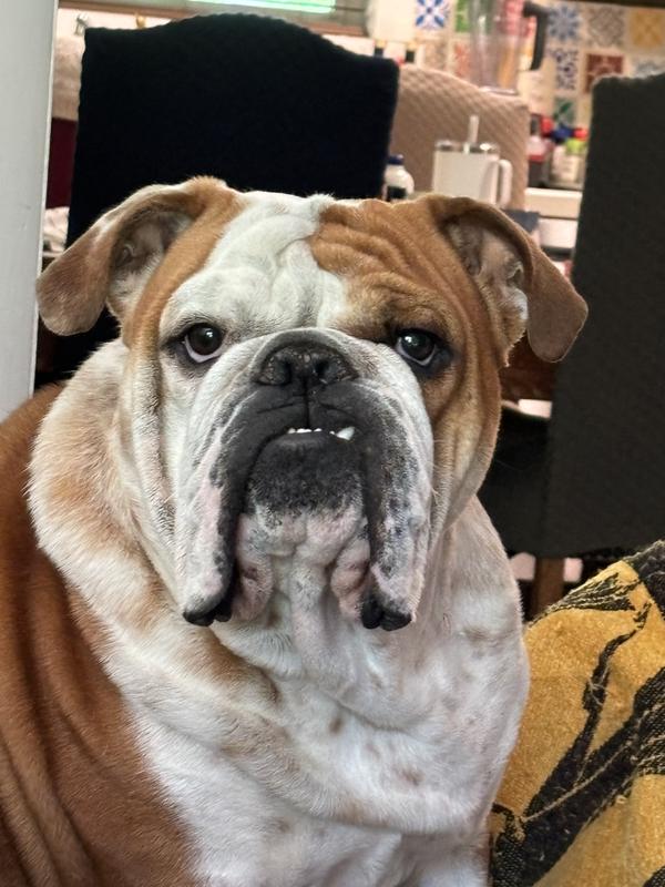 Royal canin old english bulldog sales