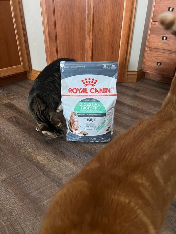 Digestive Care Dry Cat Food Royal Canin US