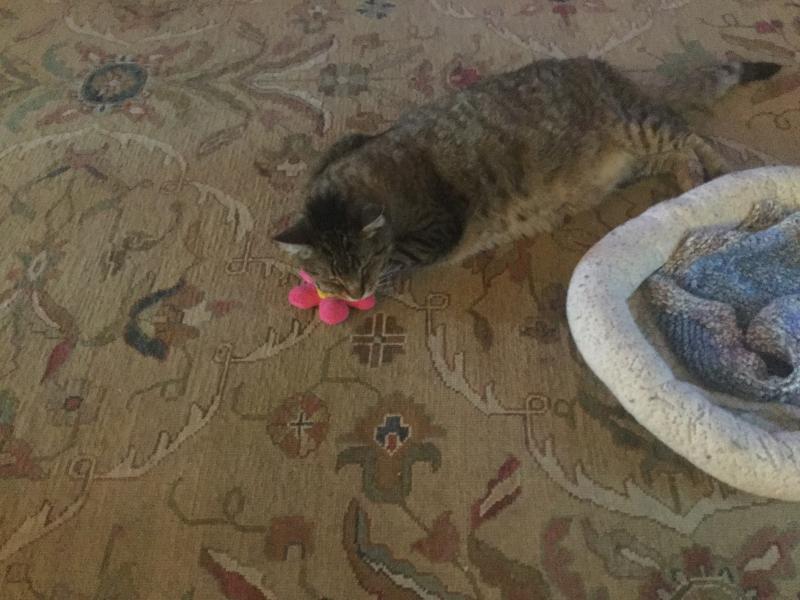 Another photo of our boy Zack