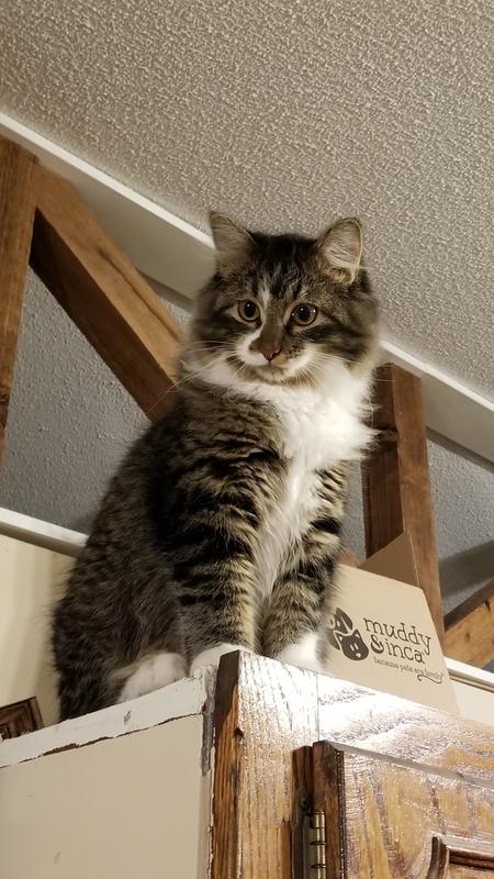 8mo old Dart