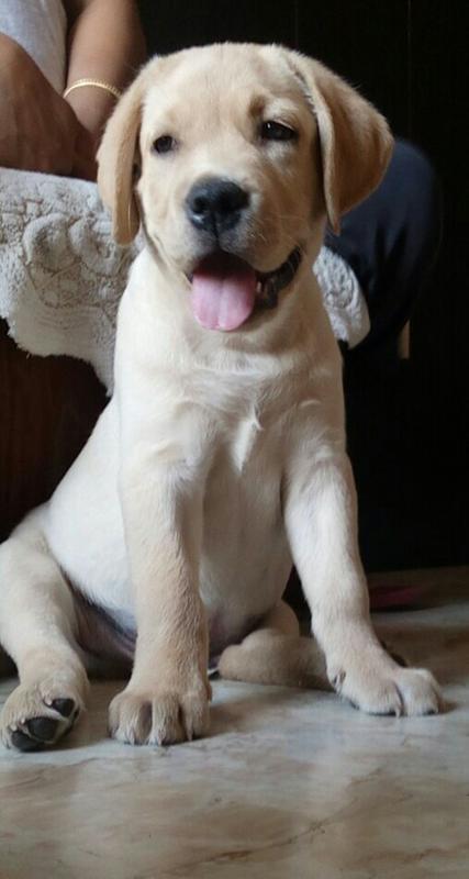Royal canin labrador junior review hotsell