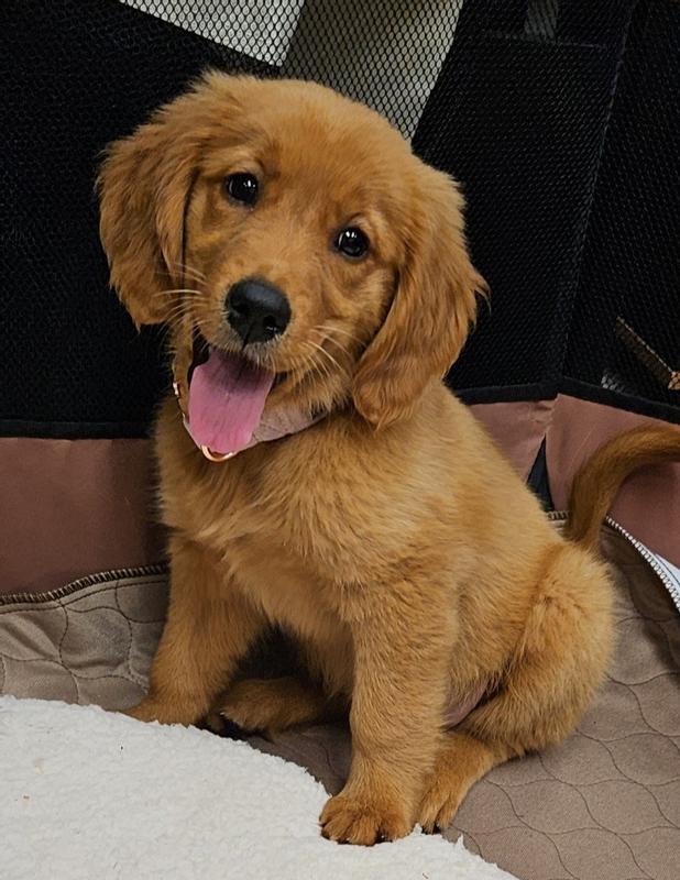 8 week old 2024 golden retriever puppies