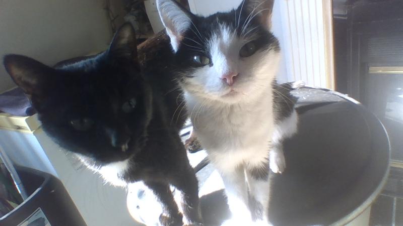 Geriatric Housemates to Puck and Oliver, RIP. Julian, Blk/Wh, was Puck's mini-me.