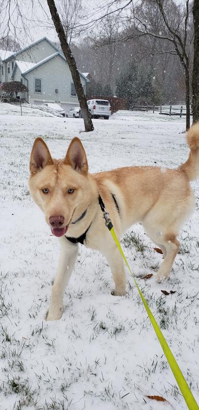 Copper 7 Month Old Pomsky (Pomeranian/Siberian Husky)