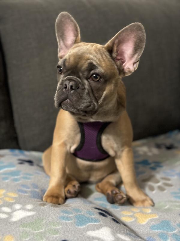 Petco royal canin french bulldog sale