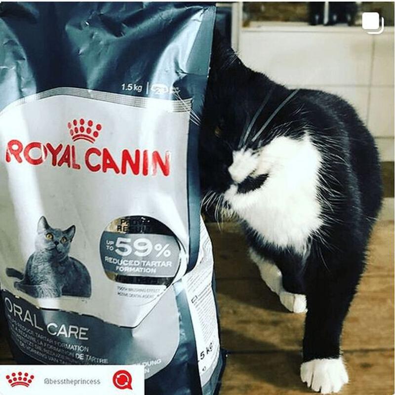 Savor Selective Dry Cat Food Royal Canin US