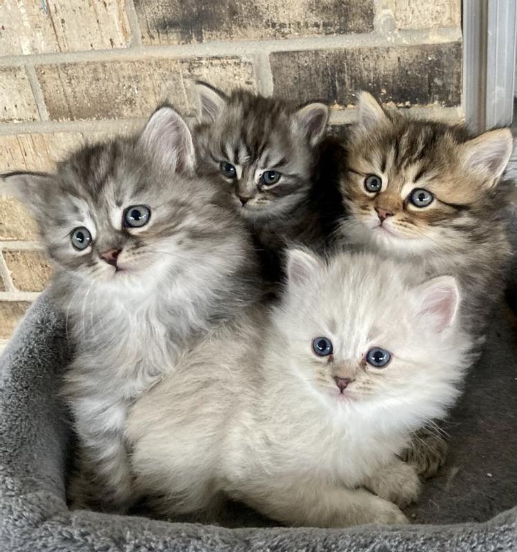 Happy Kittens