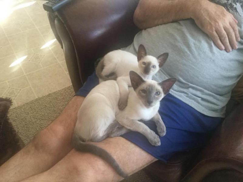 Our siamese cats , happy with Royal Canin