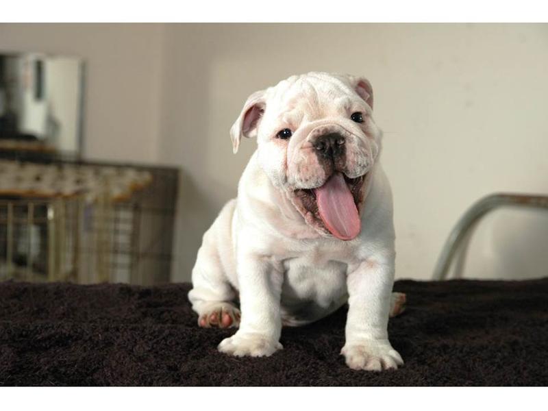 What is the best dog food for hotsell english bulldogs