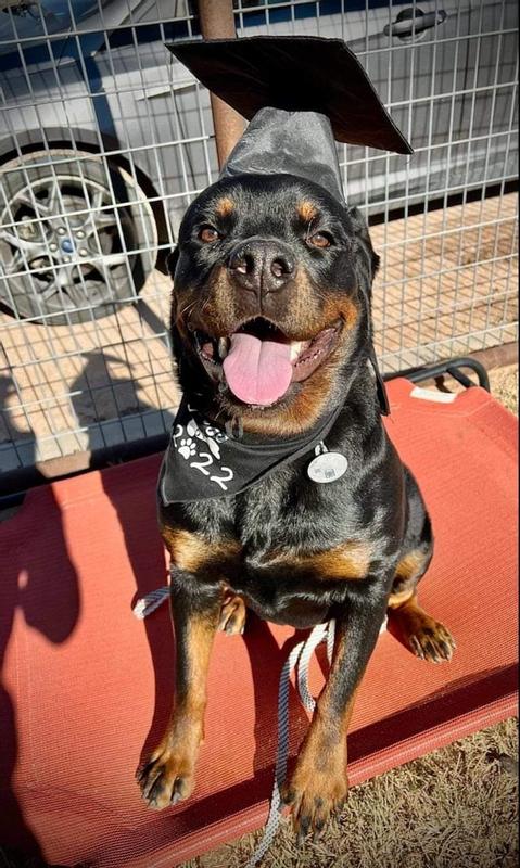 Royal canin best sale junior rottweiler