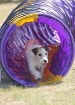 Ace agility dog