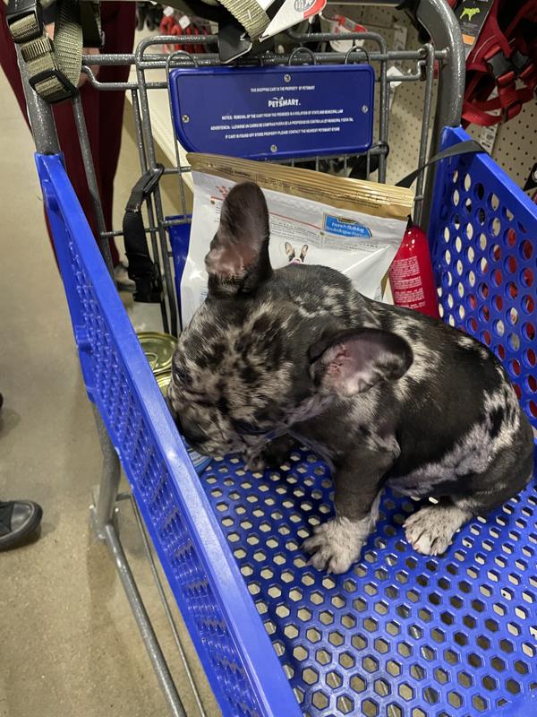 Royal canin french outlet bulldog petsmart