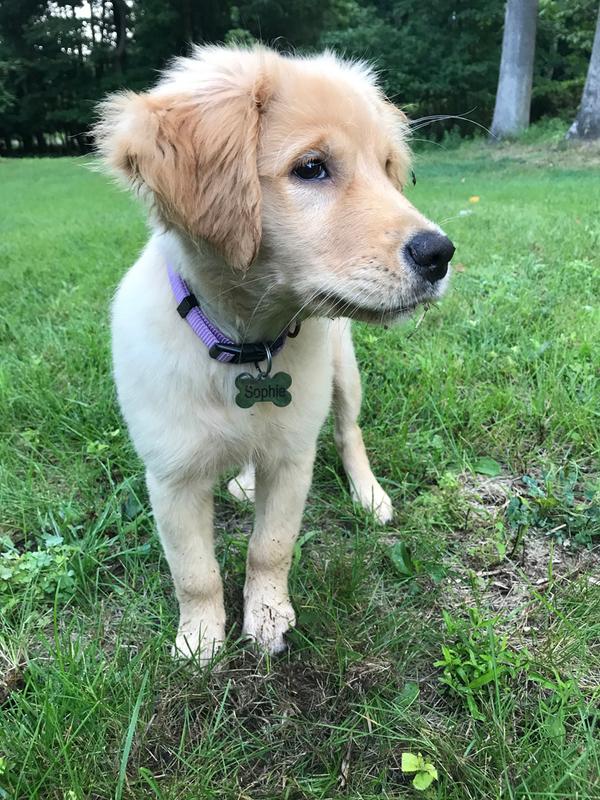 Golden Retriever Puppy Dry Dog Food Royal Canin CA