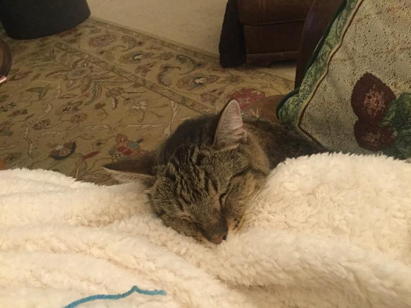 Zack our older sweet boy