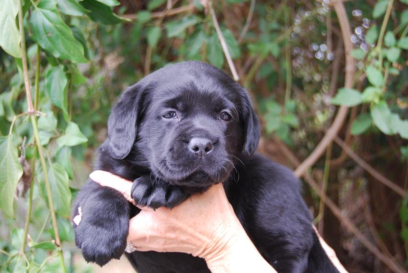 Black lab puppy food sale