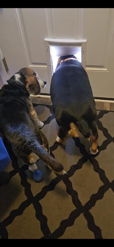 Couldn't fit thru the doggie door but can now?!