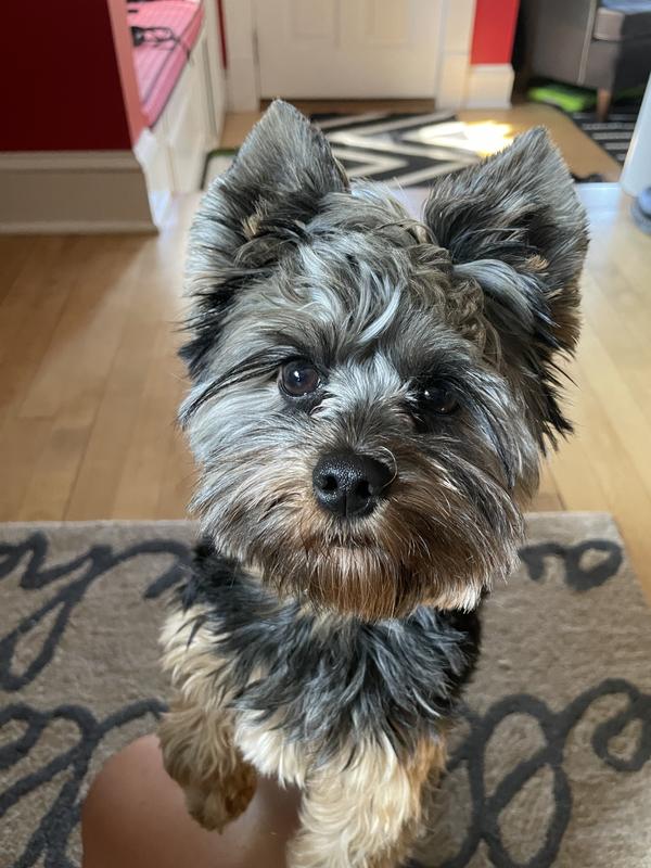 Petco royal canin yorkshire terrier sale