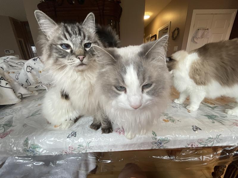 No better family than a cat family.