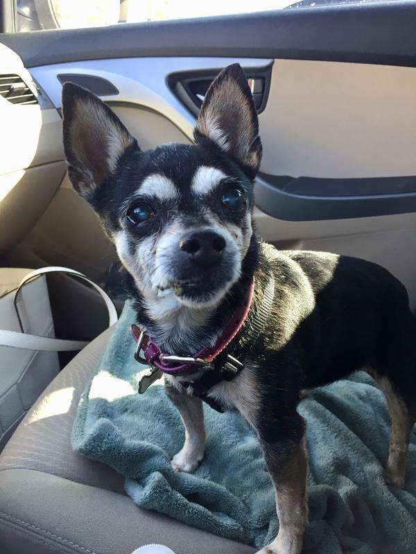 “Princess, our Chihuahua“.  Loves Royal Canin!