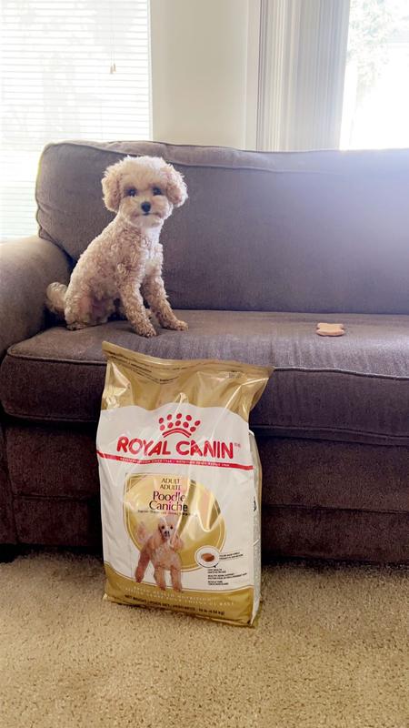 Royal canin 2025 poodle food review