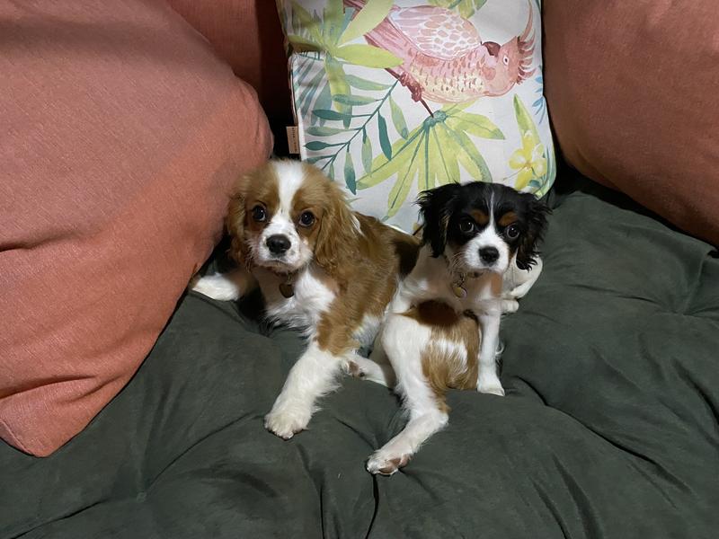 Cavalier king charles puppy food hotsell